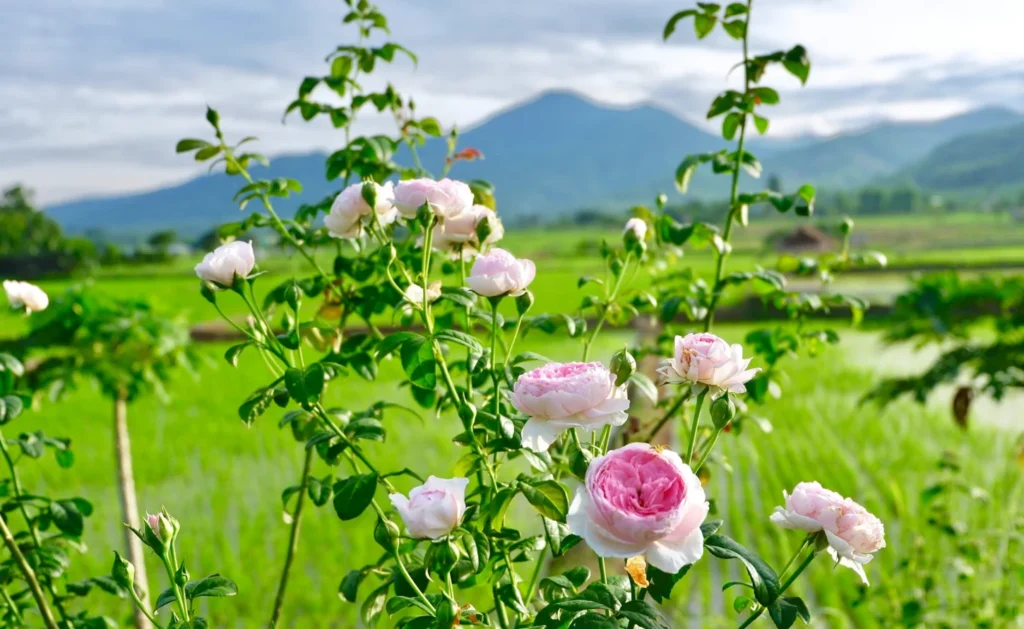 ภาพบรรยากาศ 15